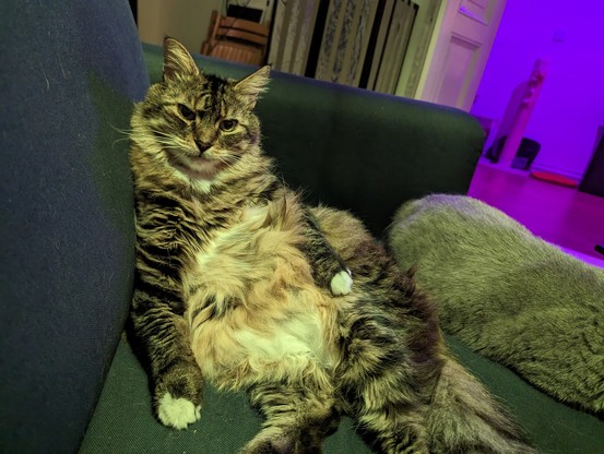 A long haired tabby, sitting on his back with his very fluffy belly out, looking straight at the camera with a smart-arse look.