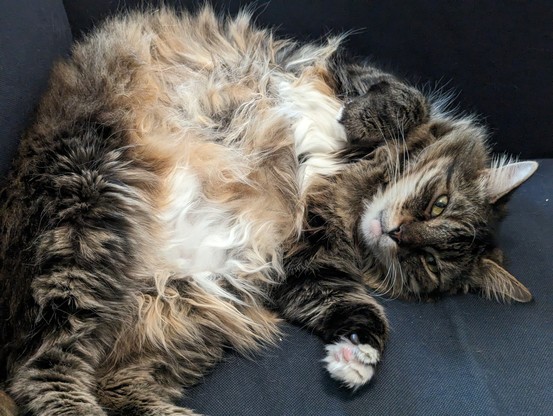 A longhaired tabby laying on his back. His tummy hair tussled and exposed. He looks at the camera with a smart-arse look.