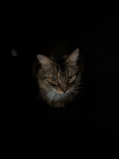The head of a long haired tabby cat, surrounded by darkness, looking determined.