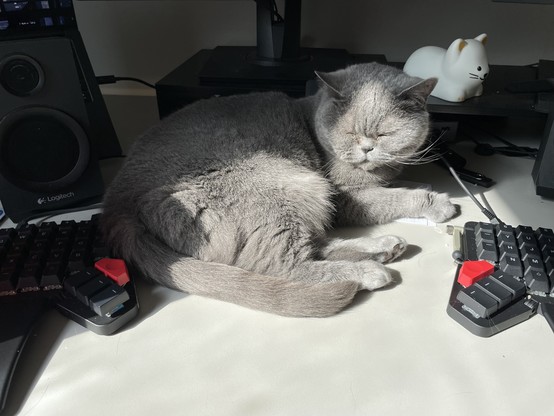 A grey kitty named Umi laying in the sun  between two halves of a split keyboard, looking very content.