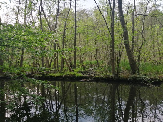 Eine Sumpflandschaft mit Bäumen im Wasser, dazwischen Farne und Schilf. 