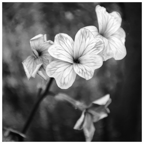 Schwarz-Weiß-Foto. Vier kleine Blüten (Graue Meerviole). 