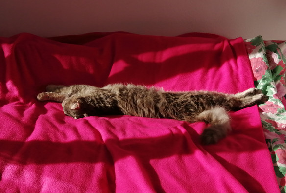 Ausgestreckte Katze Cosy auf roter Decke
