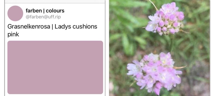 links Screenshot vom farben-Bot, Farbfeld mit dem Titel „Grasnelkenrosa“. Rechts Foto einer Grasnelkenblüte auf der Wiese.