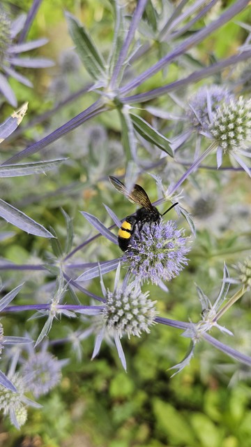 Ein schwarzes Insekt mit Flügeln und zwei gelben Stellen am Rücken sitzt auf der blauen Blüte einer Flachblatt-Mannstreu 