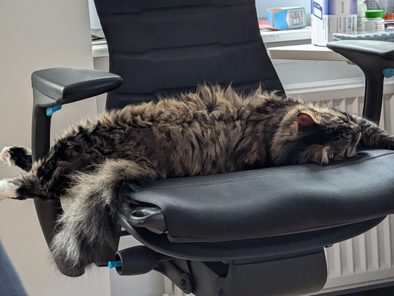Scrambles, the long haired cat with tabby pattern, laying on an office chair. He's laying in a weird twist that should not be comfortable, but he looks very comfy.