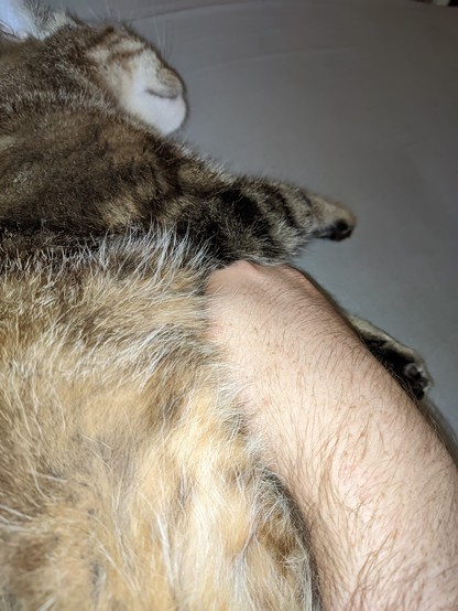 Similar picture as before, only this time he's cuddling up to my hand. My hand is cuddling his tummy.