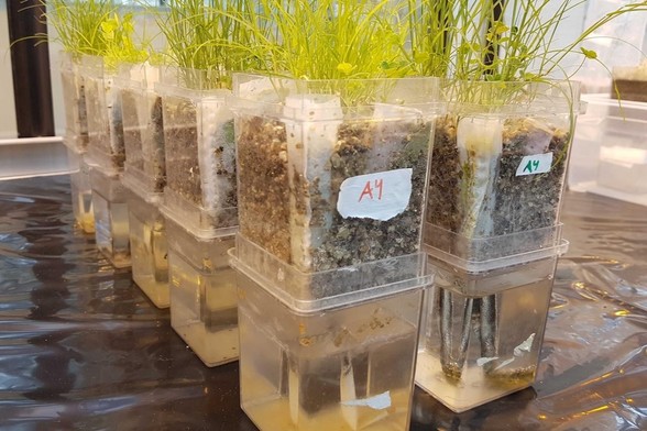 Das Foto zeigt durchsichtige Plastiktöpfe, in denen Pflanzen eingepflanzt sind. Sie dienen dazu, Experimente mit zugefügten Antibiotika-Resistenzgenen in abgeschlossenen Pflanzen-Boden-Systemen zu untersuchen.
Bildquelle: Matthias Rillig
