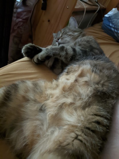 This picture also shows the cat lying comfortably on a beige surface, presumably a bed or a couch. The cat has long, fluffy fur in various shades of grey and cream. He is lying on his back with his belly facing the camera, which is a relaxed and trusting pose.

The cat's head is tilted slightly to one side and his eyes are almost closed, suggesting that he is dozing or about to fall asleep. His front paws are bent and resting on his chest.

Parts of furniture can be seen in the background, probably a wooden cupboard or chest of drawers, as well as some cables or cords.

The picture conveys a warm, cosy atmosphere and shows the cat in a moment of complete relaxation in his domestic environment.