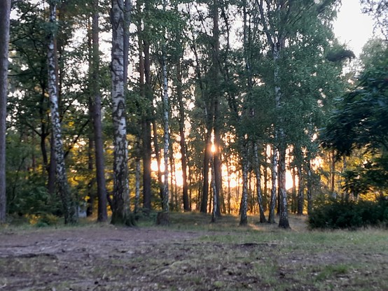 Sonnenuntergang in einem Birkenwald.