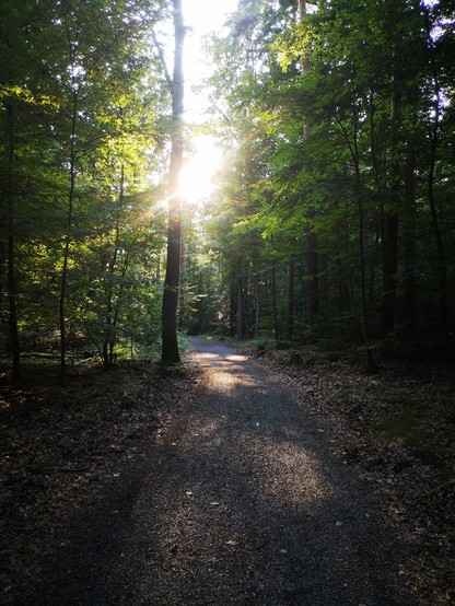 Waldweg im Tegeler Forst am frühen Abend. Die Sonne scheint zwischen den Bäumen hindurch. 