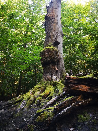 Laut Google Maps heißt das hier Pilzbaumstumpf. Ein etwas verwunschen aussehender abgebrochener Baumstamm, bewachsen mit Moosen und Pilzen auf einer kleinen Anhöhe im Wald. 