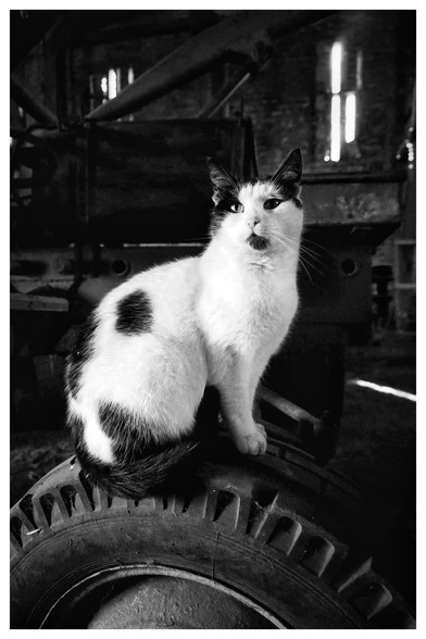 Schwarz-Weiß-Foto. Hauptsächlich weiße Katze mit einigen schwarzen Flecken und schwarzen Ohren sitzt auf einem Traktorreifen in einer dunklen Scheune. Im Hintergrund sind einige landwirtschaftliche Geräte zur erkennen, durch schmale Fenster fällt etwas Licht.v die Katze ist sehr hell vor dem dunklen Hintergrund. 