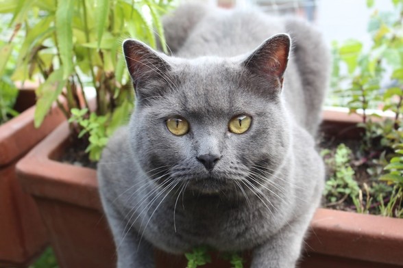 Großaufnahme von grauem Kater im Blumenkasten