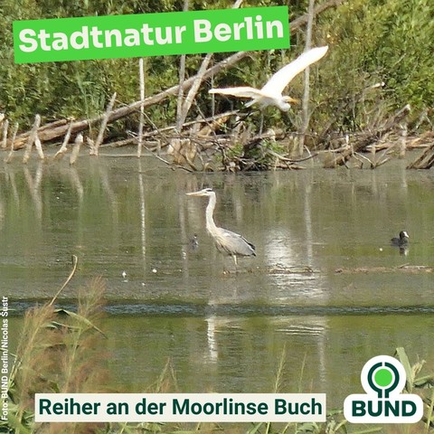 Ein Graureiher steht im Wasser, ein Silberreiher fliegt darüber.