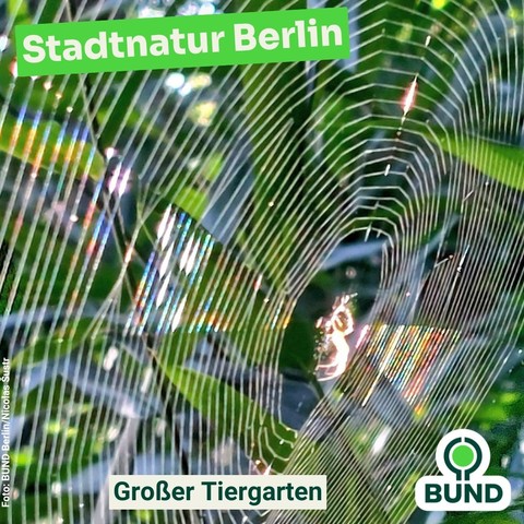 Spinne im Zentrum eines Spinnennetzes, das in der Sonne glitzert.