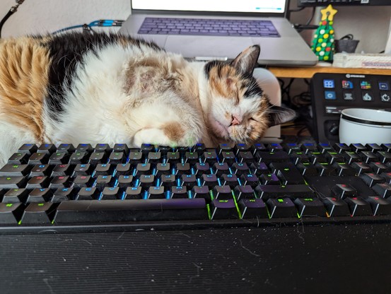 Katze hinter Keyboard